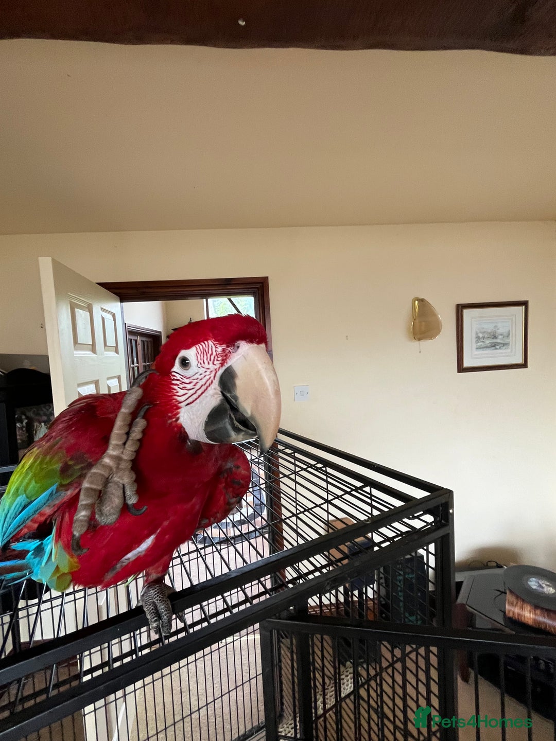 Macaws birds for sale: Young Female Greenwing Macaw for sale - Image 4