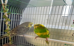 Budgerigars birds for sale: Friendly Budgies Looking for a New Home - Advert 14