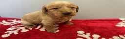 Labradoodle dogs for sale: F1 Labradoodle Puppies  - Advert 10