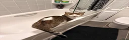 British Shorthair cats for sale: Gorgeous tabby female - Advert 4