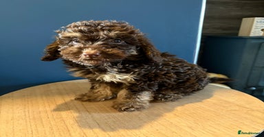 Miniature Poodle dogs Chocolate Phantom Mini Poodle -Ready Now - Advert 8
