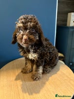 Miniature Poodle dogs Chocolate Phantom Mini Poodle -Ready Now - Advert 8