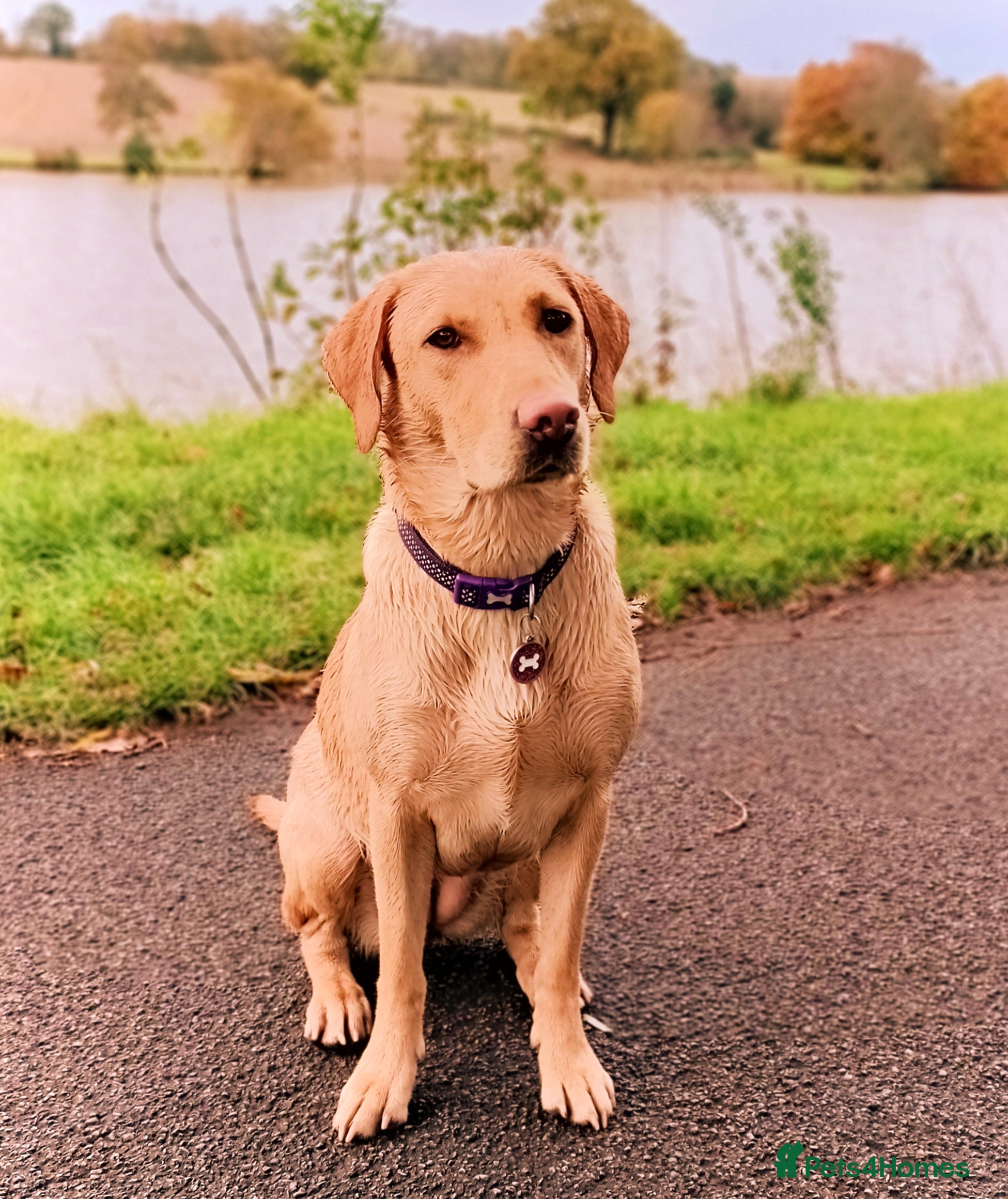 WIYTIZ LAVENDER BROWN