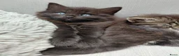 Maine Coon cats for sale: Half Main coon kittens  - Advert 4