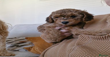 Mixed Breed dogs - Advert 1