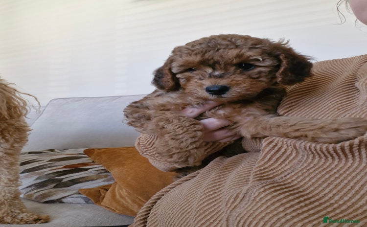 Mixed Breed dogs - Advert 13