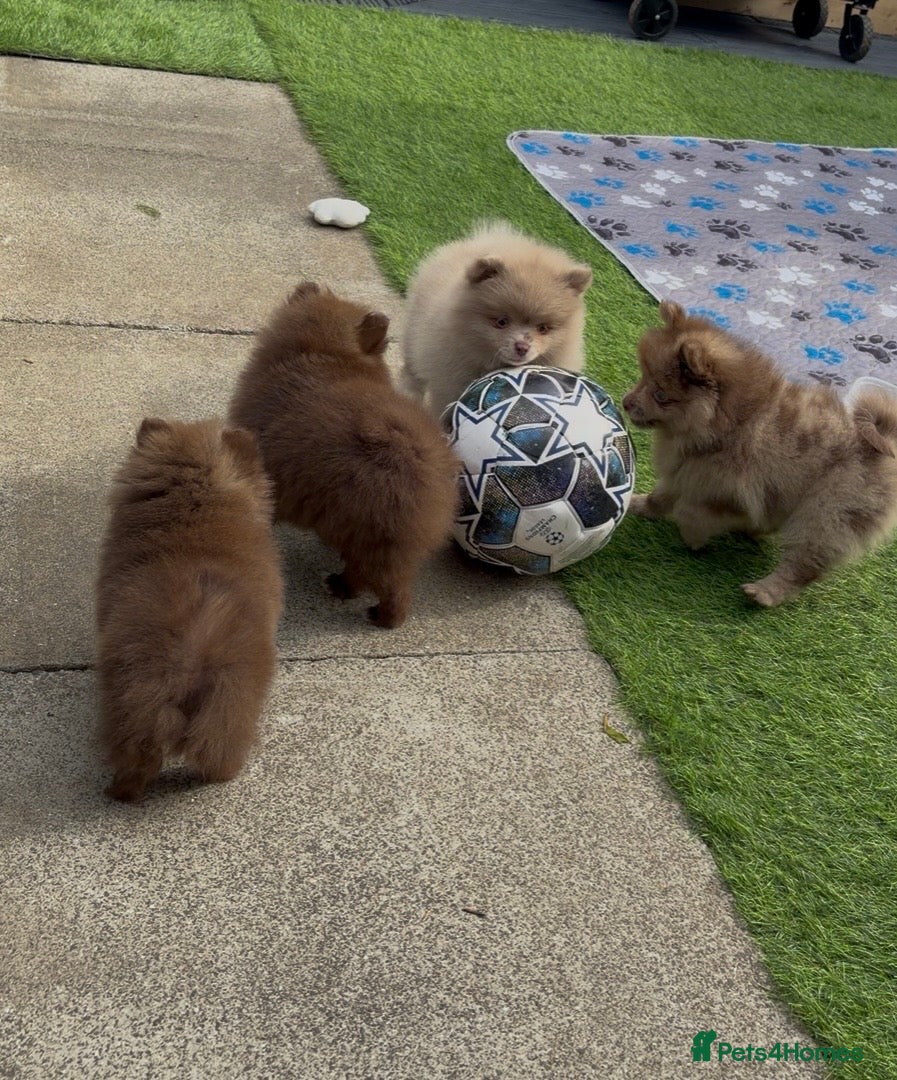 Pomeranian dogs READY NOW! DNA 100% POM!🧬HEALTH TESTED!🧬 - Advert 16
