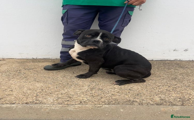 Mixed Breed dogs - Advert 19