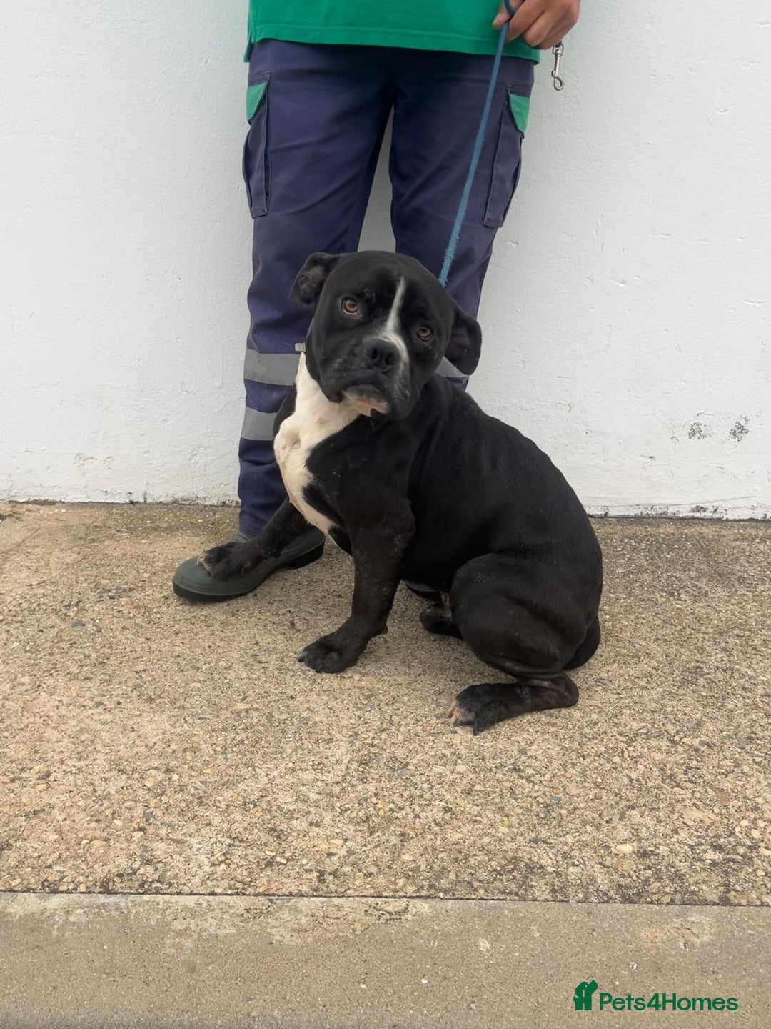 Mixed Breed dogs for adoption: Small Breed Boxer Dogs Need Home 🚨  - Image 1
