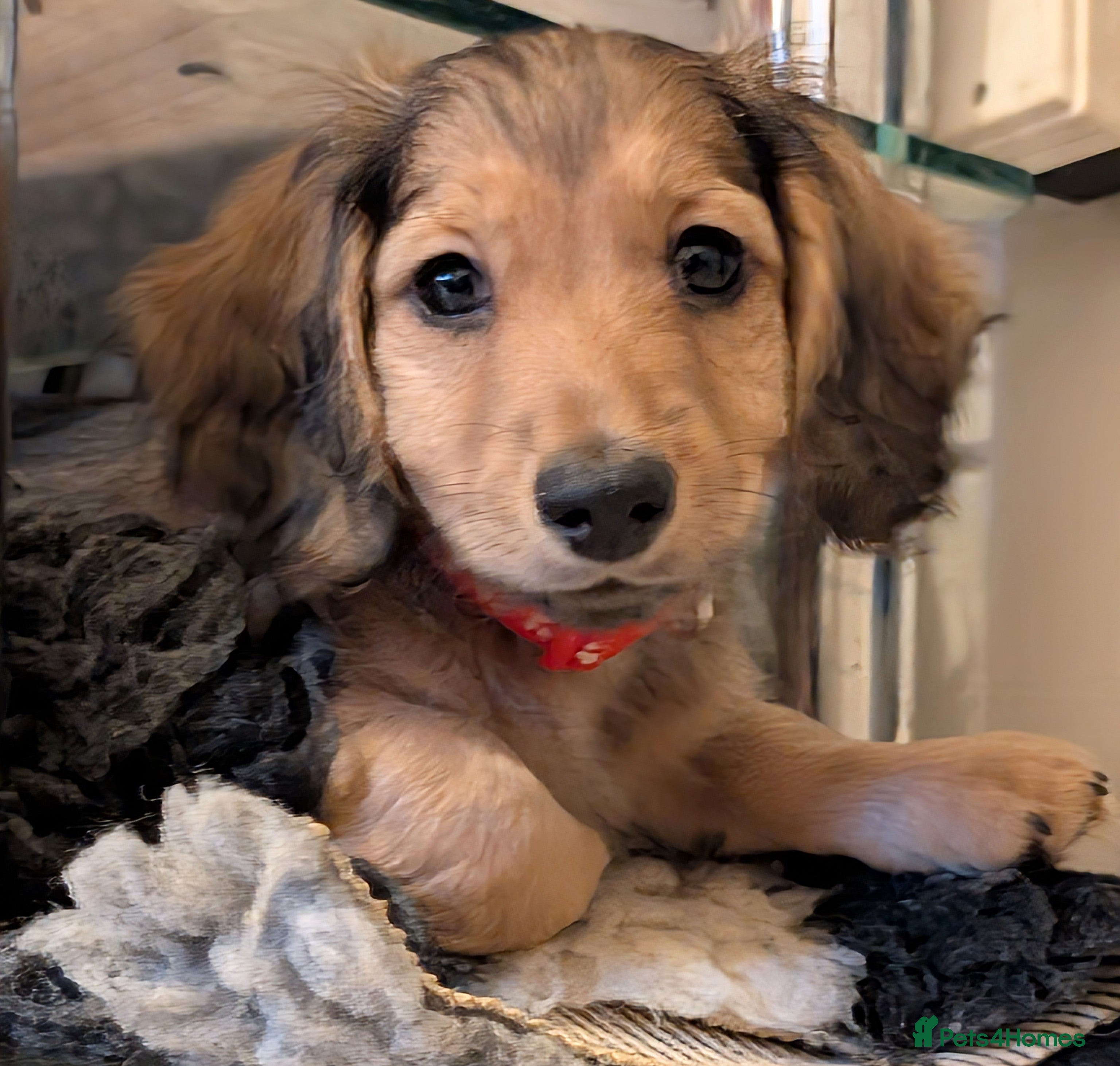 Miniature Dachshund dogs Miniature Dachshund long haired  - Advert 15