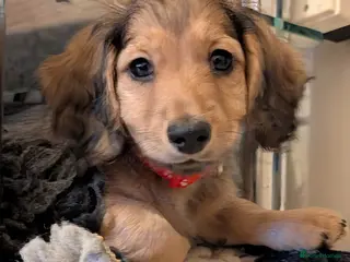 Miniature Dachshund dogs Miniature Dachshund long haired - Advert 15