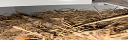 Pygmy Hedgehog rodents for sale: Pair Pygmy Hedgehogs Emergency Rehoming - Advert 4