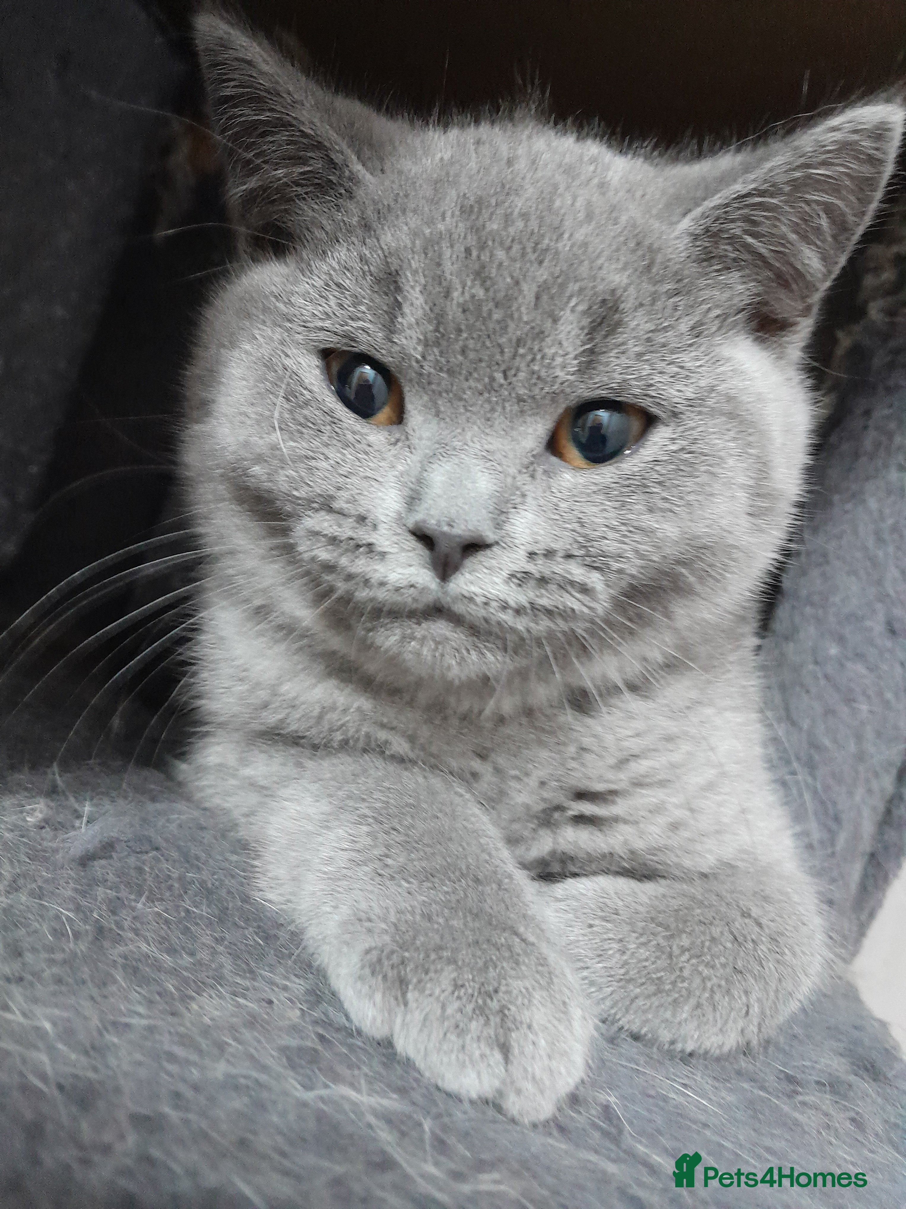 British Shorthair cats British shorthair gccf health checked - Advert 3