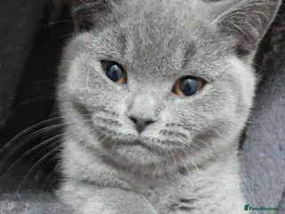 British Shorthair cats British shorthair gccf health checked - Advert 3