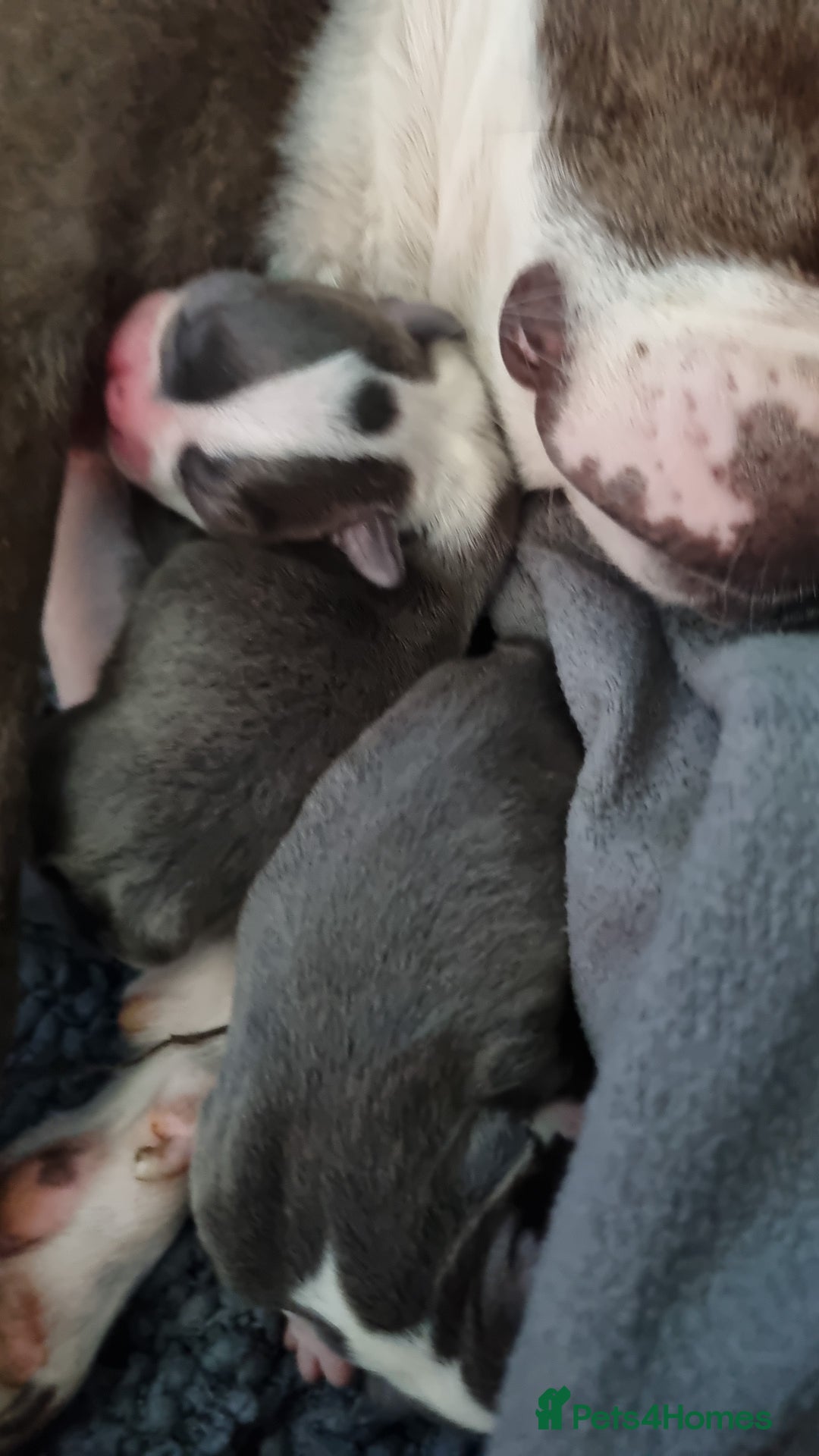 Boston Terrier dogs for sale: Outstanding Blue/Champagne Boston pups - Image 5