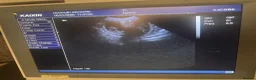 Miniature Dachshund dogs for sale: Kc registered miniature dachshunds due in 3 weeks  - Advert 3