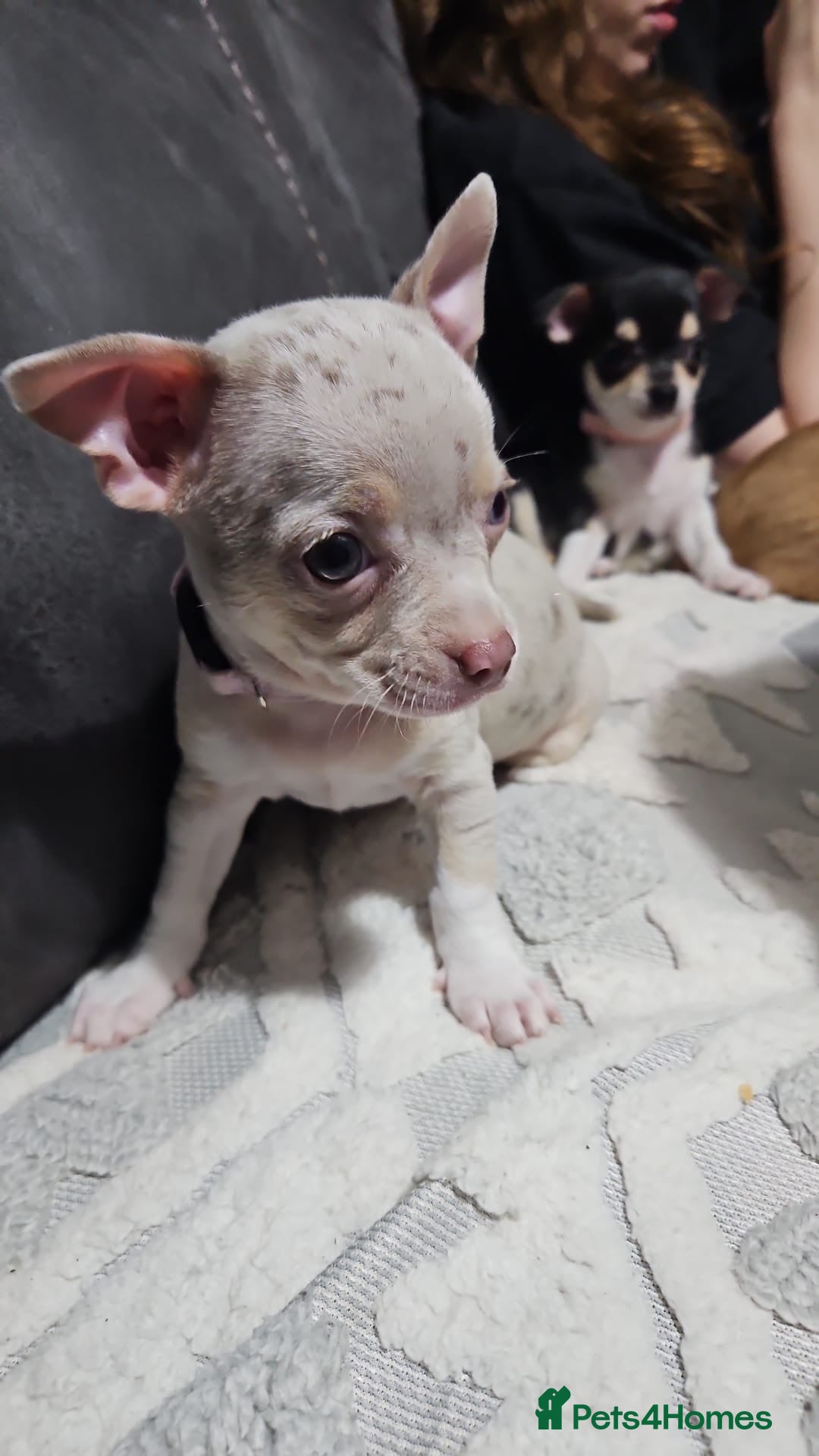 Chihuahua dogs Chihuahua puppies for sale - Advert 2