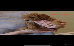 Cockapoo dogs for sale: Gorgeous F1 B cockapoos for sale - Image 8