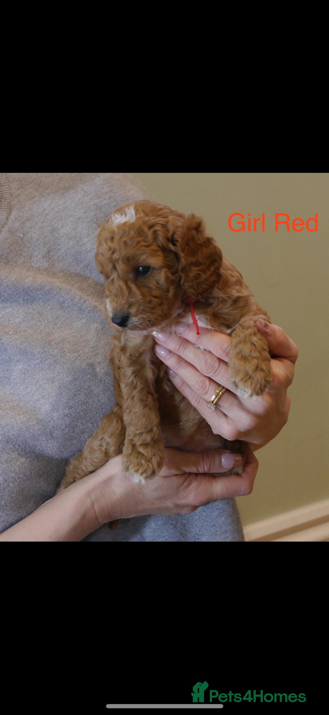 Cockapoo dogs for sale: Gorgeous F1 B cockapoos for sale - Image 8