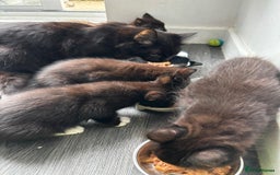 Mixed Breed cats for sale: Beautiful Kittens Looking for a Loving Home 🐾 - Image 12