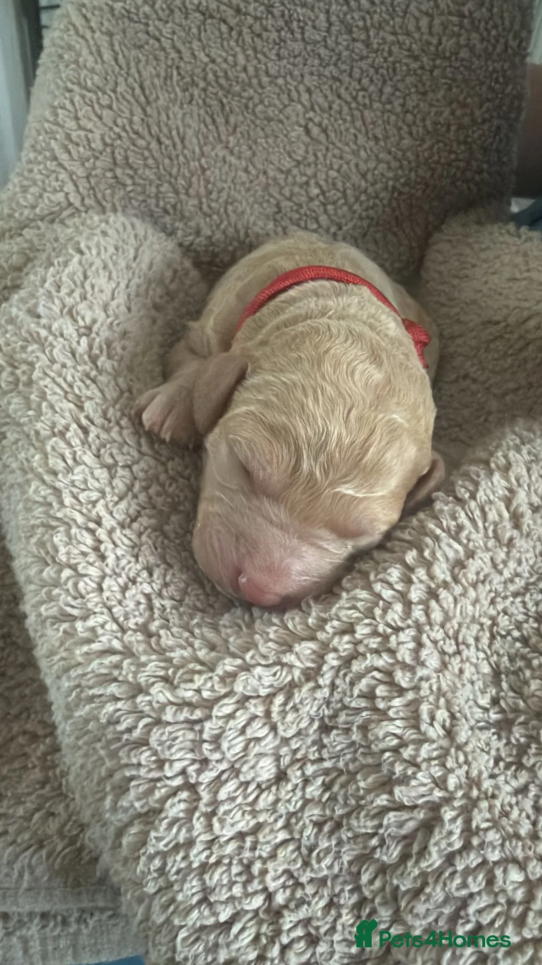 Labradoodle dogs for sale: 🐾 F1B Labradoodle Puppies 🐾 in Ware - Advert 21