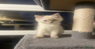 Ragdoll cats - Advert 16
