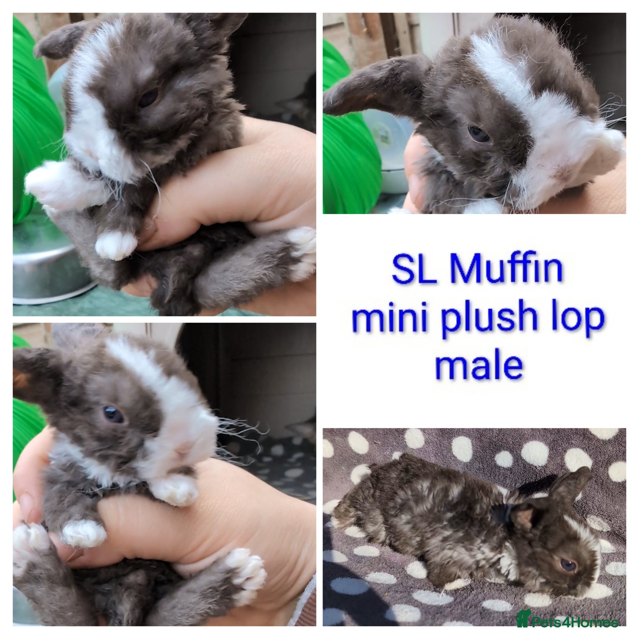 Mini Lop rabbits Mini plush lops - Advert 24