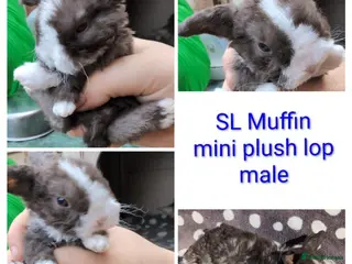 Mini Lop rabbits Mini plush lops - Advert 24