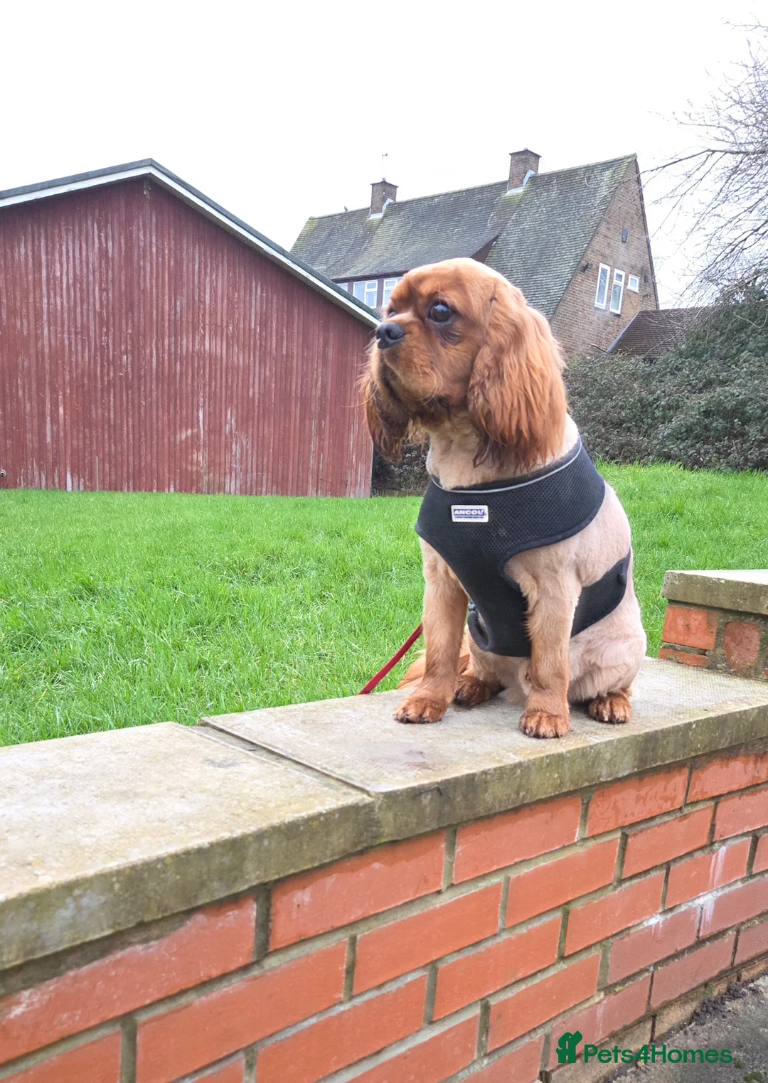 Cavalier King Charles Spaniel dogs for stud: Extensively health tested ruby STUD - Advert 11