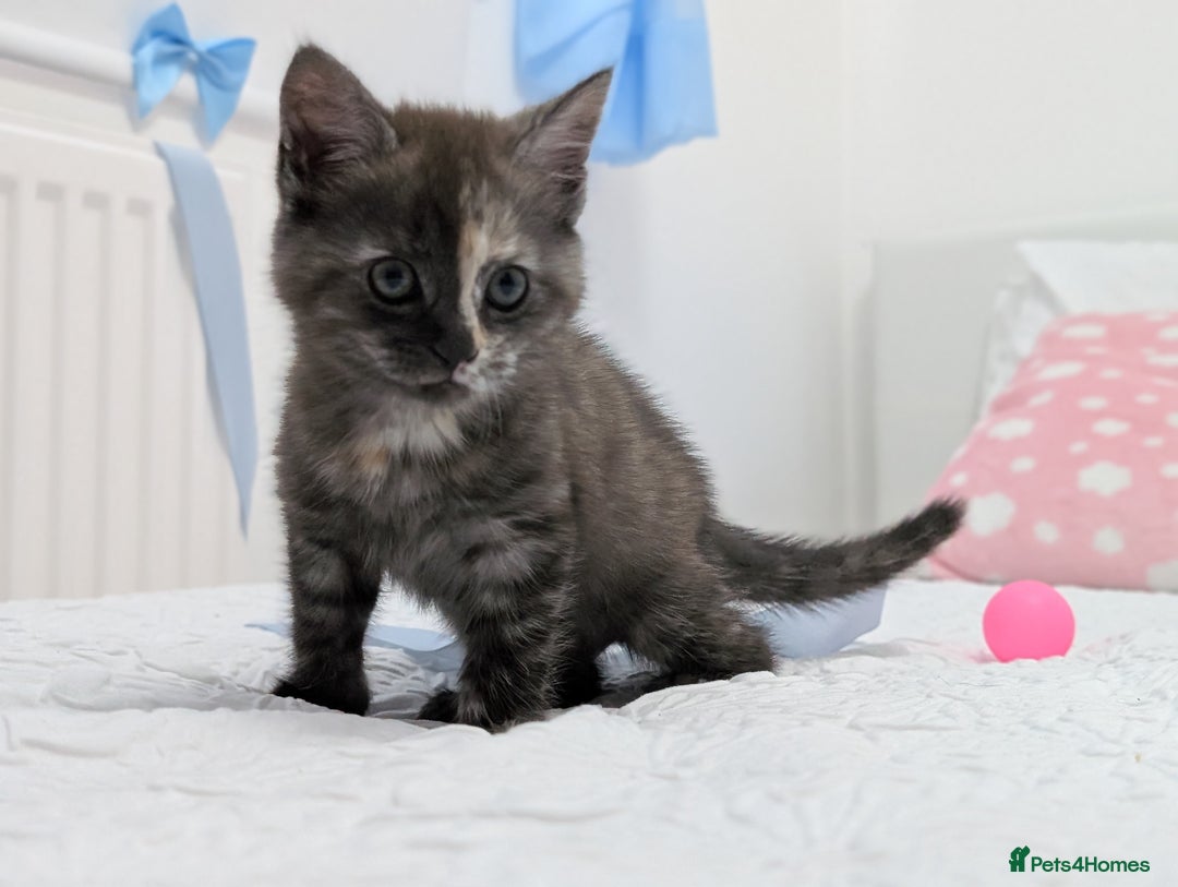 Maine Coon cats for sale: Maine Coon X kittens - Image 6