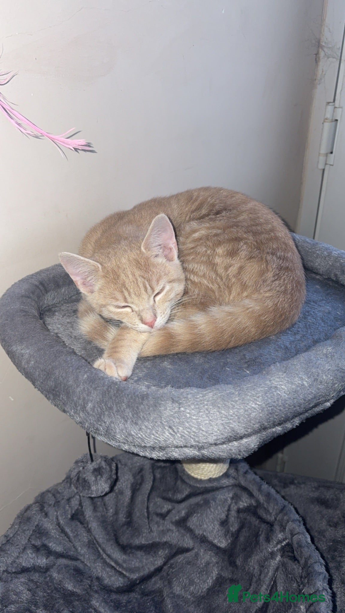Mixed Breed cats 4 kittens ready for new homes  - Advert 7
