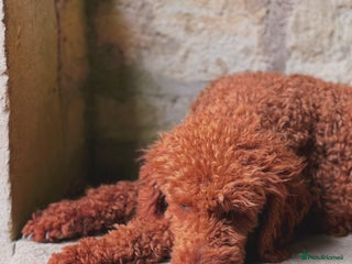 Miniature Poodle dogs in Chippenham - Advert 1