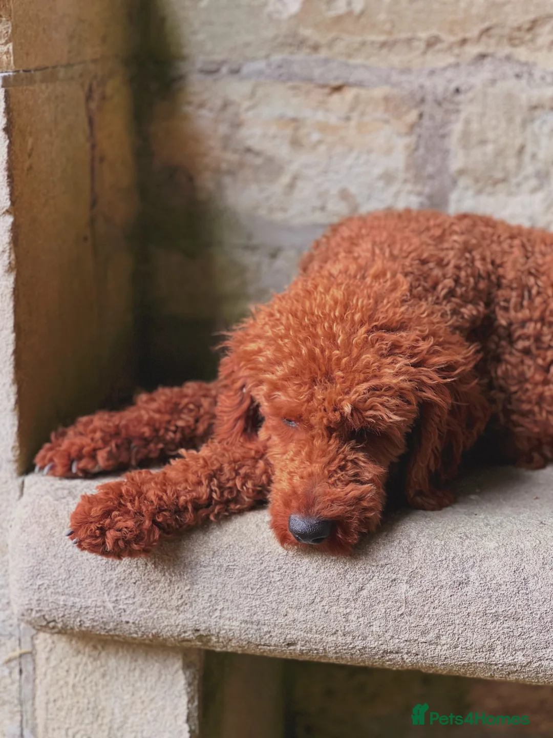 Miniature Poodle dogs for stud: MIN POODLE PROVEN STUD in Chippenham - Advert 1