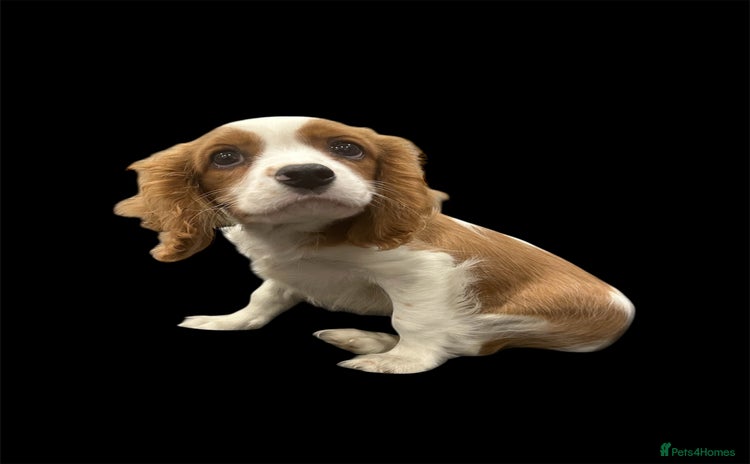 Cavalier King Charles Spaniel dogs - Advert 5