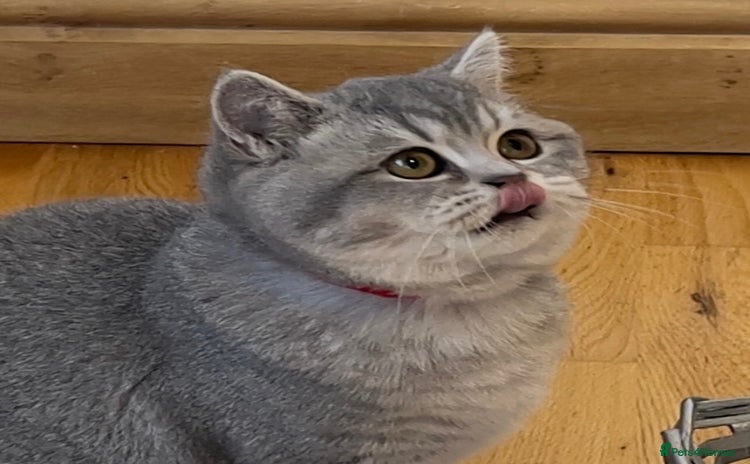 British Shorthair cats 🚨One Girl Ready to leave 🚨GCCF British Shorthair - Advert 13
