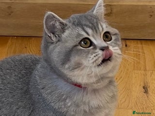British Shorthair cats 🚨One Girl Ready to leave 🚨GCCF British Shorthair - Advert 2