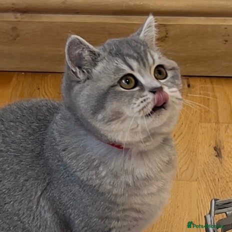 British Shorthair cats 🚨One Girl Ready to leave 🚨GCCF British Shorthair - Advert 13