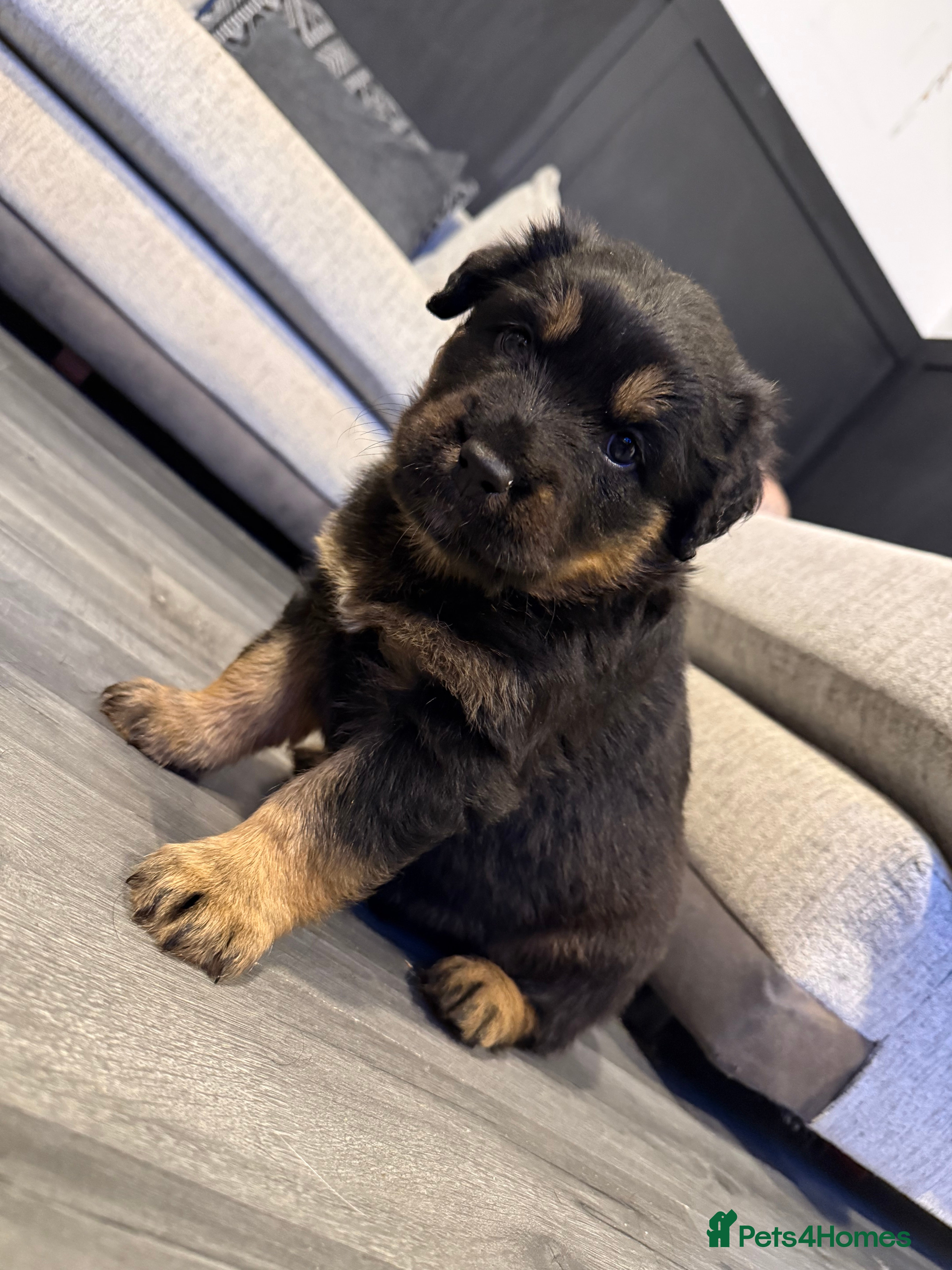 Mixed Breed dogs Rottweiler/husky, malamute puppies  - Advert 1