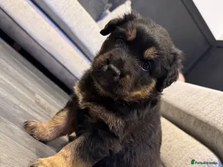 Mixed Breed dogs Rottweiler/husky, malamute puppies - Advert 1