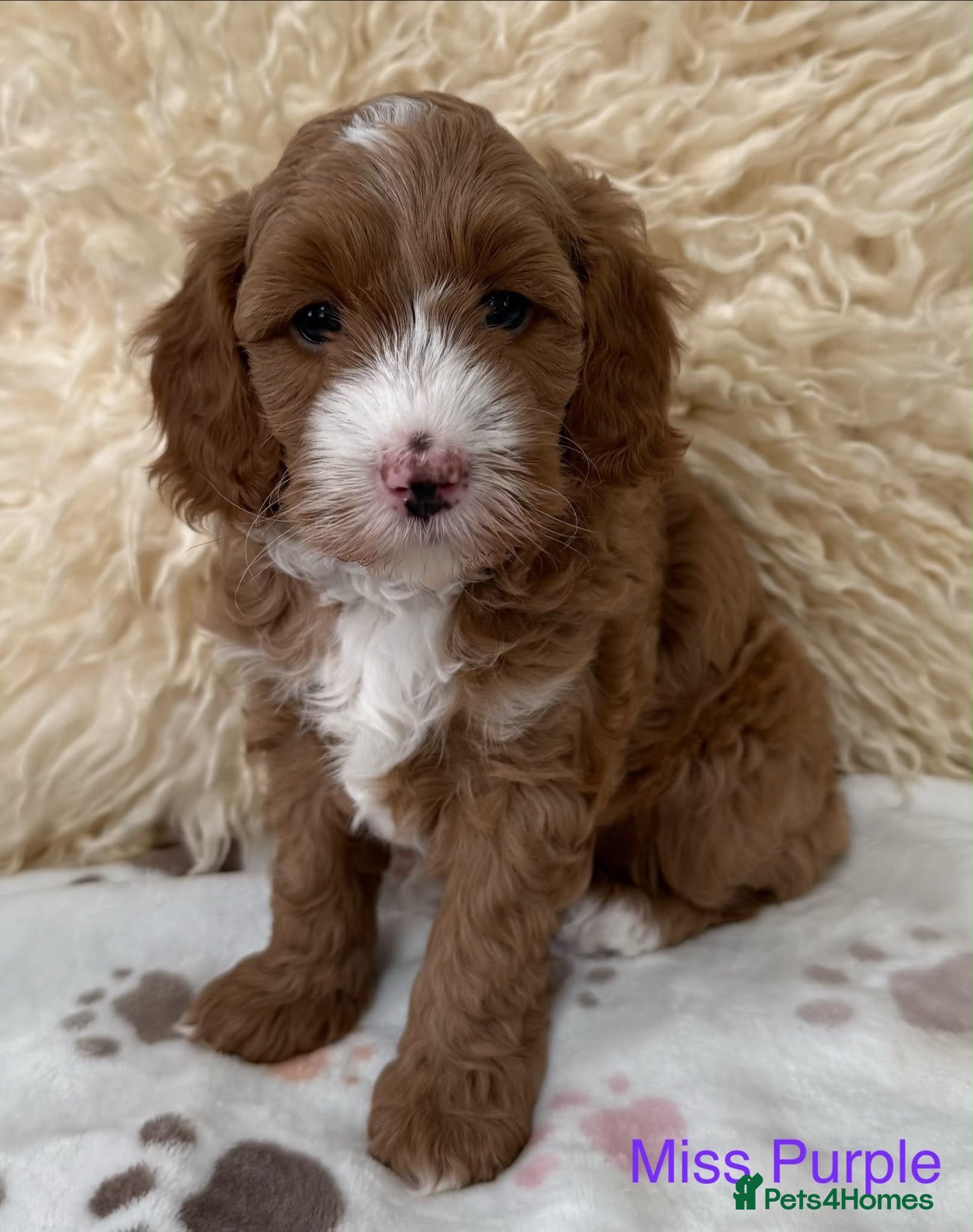 Mini Goldendoodle dogs Stunning Miniature Goldendoodle Puppies - Advert 2