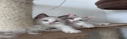 Ragdoll cats for sale: Stunning Ragdoll kittens💙&🩷 - Advert 5