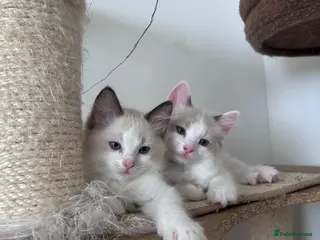 Ragdoll cats Stunning Ragdoll kittens💙&🩷 - Advert 1