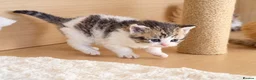 Selkirk Rex cats for sale: Beautiful Selkirk Rex Shorthair Kittens  - Advert 22