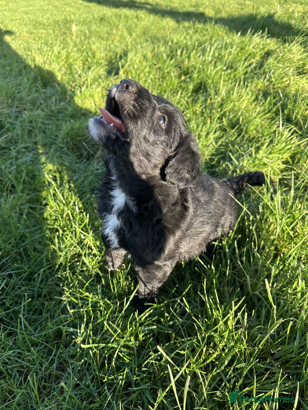 Bordoodle dogs for sale: Superb Litter of Farm-Raised Bordoodles - Advert 1