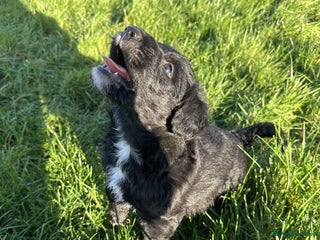 Bordoodle dogs Superb Litter of Farm-Raised Colliepoos - Advert 1