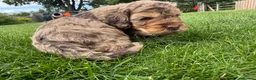 Cockapoo dogs for sale: Licensed Chocolate & Merle Cockapoo Puppies - Advert 10