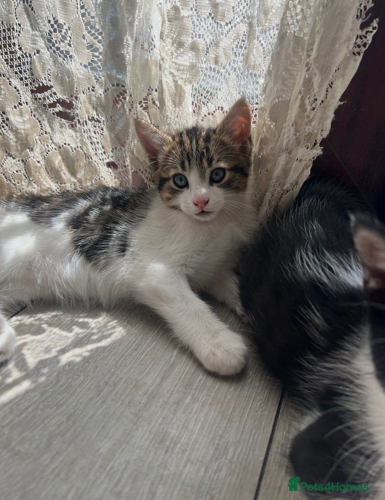 Mixed Breed cats Kittens for sale - Advert 11