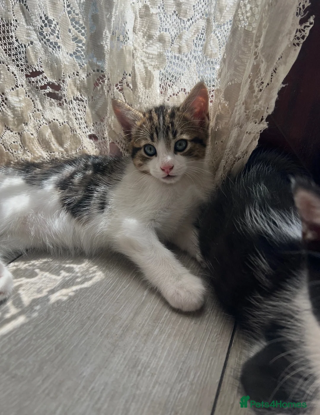 Mixed Breed cats for sale: Kittens for sale in Sale - Advert 1