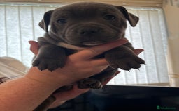 Staffordshire Bull Terrier dogs for sale: Staffordshire bull terrier puppies  - Image 13