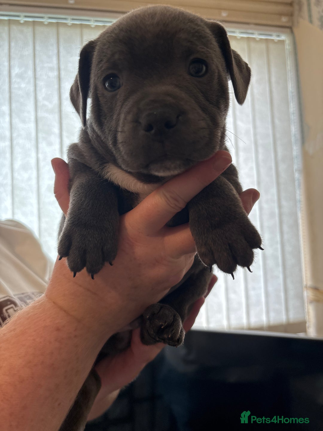 Staffordshire Bull Terrier dogs for sale: Staffordshire bull terrier puppies  - Image 13